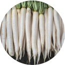 Radish F1 - Rockstar
